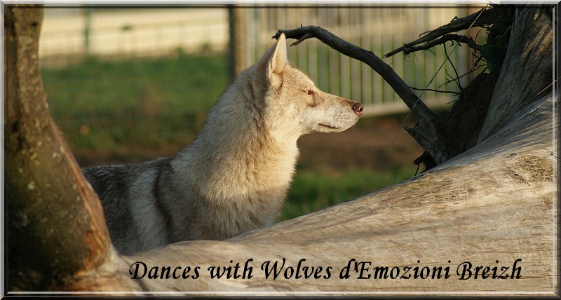Dances with wolves d'Emozioni Breizh