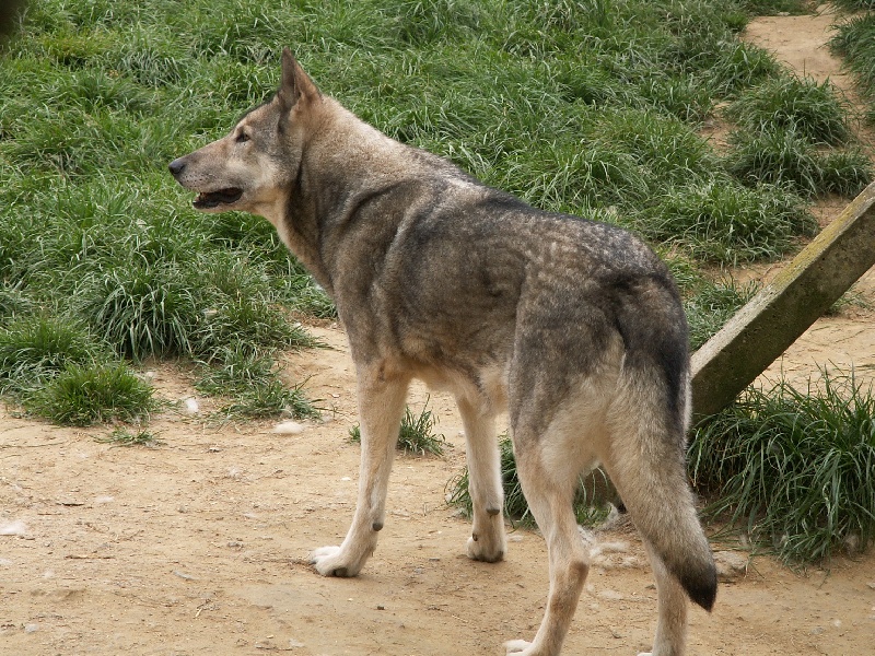 CH. Ruby dite geels du plateau ardennais