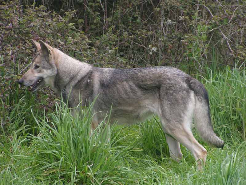 CH. Ruby dite geels du plateau ardennais