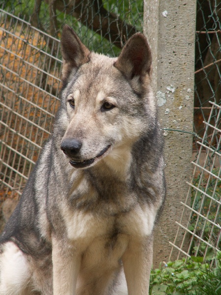 CH. Ruby dite geels du plateau ardennais