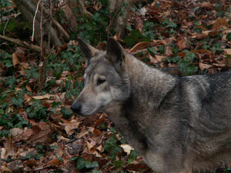 CH. Ruby dite geels du plateau ardennais