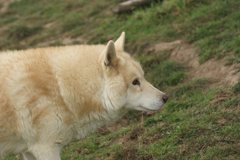 Rouky du plateau ardennais
